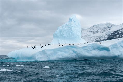 12 Photos of Elephant Island That Will Make You Want To Go To Antarctica