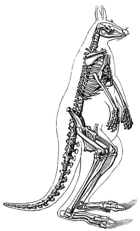 Kangaroo Skeleton | ClipArt ETC