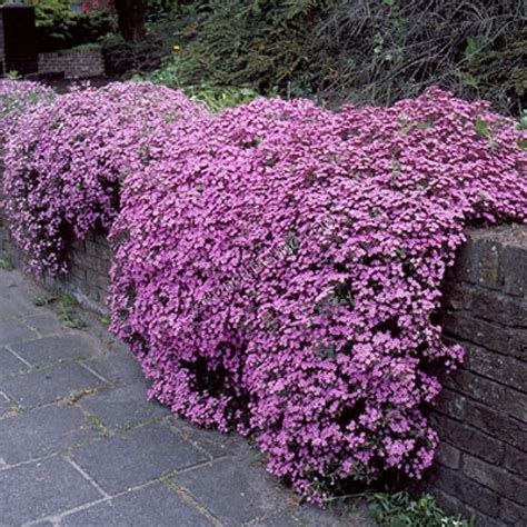 Great Galloping Growing Groundcover | Soapwort | Pink perennials, Plants, Ground cover plants