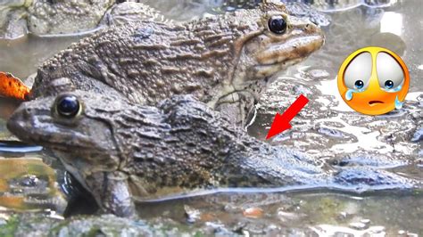 Very a pity disabled frog doesn't use both legs for jumping #frog #animals #nature - YouTube