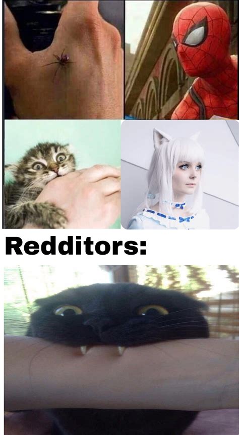 Anime cat : r/memes