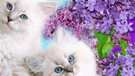 Kitten Blue Eyes HD desktop wallpaper : Widescreen : High Definition : Fullscreen