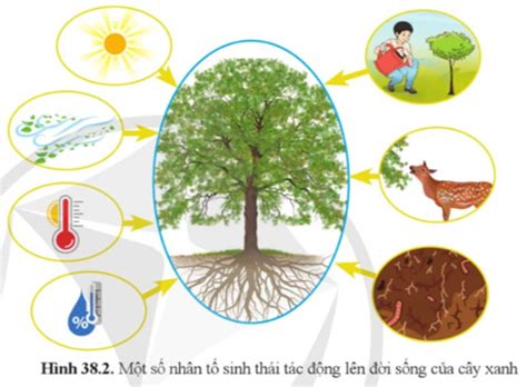 Quan sát hình 38.2 và cho biết: a) Có những nhân tố nào của môi trường tác động đến sự sinh ...