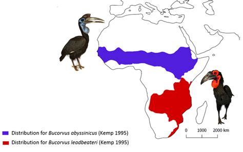 Mabula Ground-Hornbill Project - All you need to know