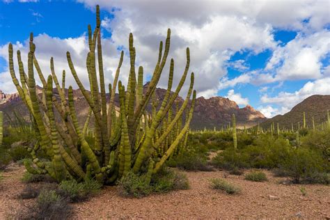 Organ Pipe cactus | Camping in Organ Pipe National Park. Ama… | Claude ...