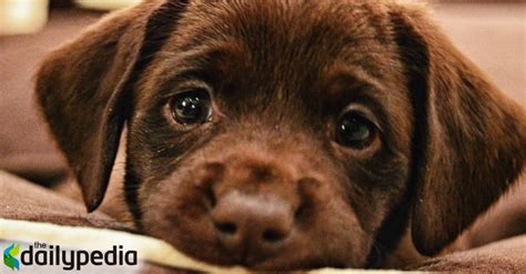 Cute Puppy Dog Eyes; What They Really Mean | DailyPedia