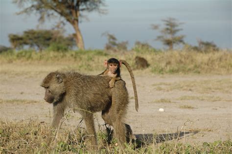 Rough childhoods can have ripple effects for wild baboons- All Images | NSF - National Science ...