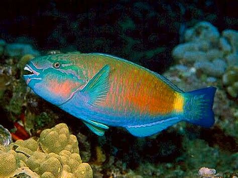 Stoplight Parrotfish (Sparisoma viride) -- and yes, those are eerily human-like teeth. | Vissen