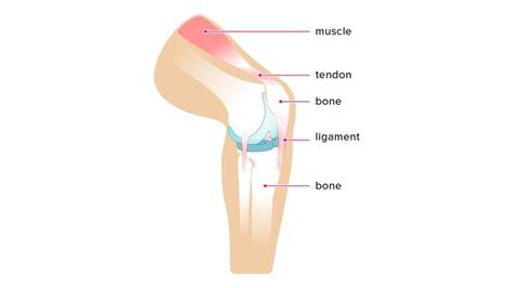 Ligament vs. Tendon: What’s the Difference? | Ligaments and tendons, Twist braid styles, Knee injury