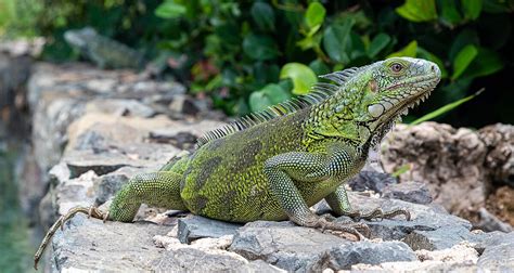 Iguana Facts for Kids: 15 Fascinating Tidbits About These Amazing ...