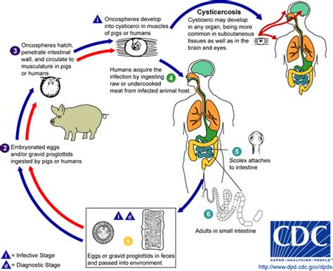 Cysticercosis-How to get it? - CYSTICERCOSIS