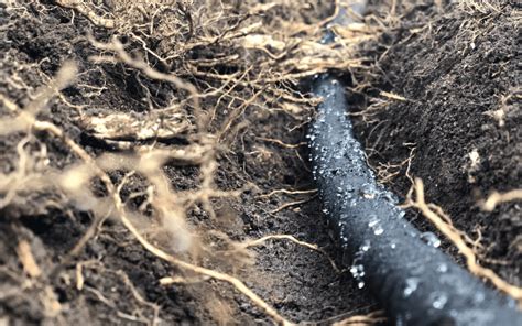 The Advantages Of Subsurface Irrigation | EcoWhizz