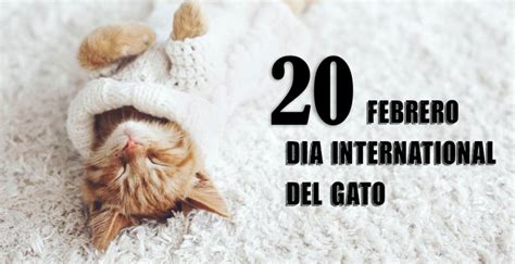 Día del gato se celebra 3 veces al año - Planeta Mascota