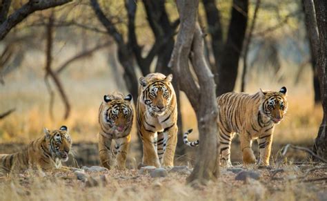 Ranthambore National Park Tour with Kumbhalgarh Wildlife