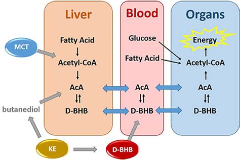 Frontiers | Metabolism of Exogenous D-Beta-Hydroxybutyrate, an Energy ...