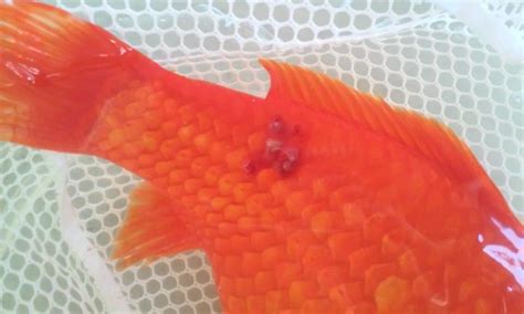 Top 5 Most Common Goldfish Diseases & How to Fix Them - Fish Vet