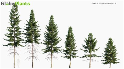 Picea Abies - Norway Spruce 3D Model