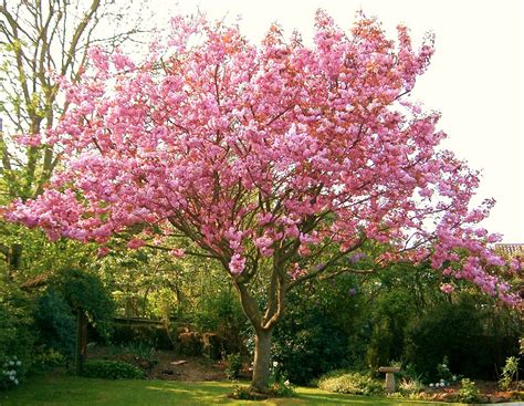 Nanaseaside: My Flowering Cherry Tree