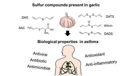 IJMS | Free Full-Text | Role of Sulfur Compounds in Garlic as Potential ...