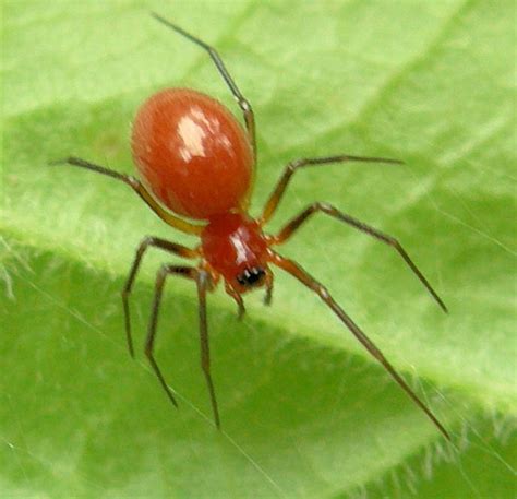 Tiny Red Spider 1 - BugGuide.Net