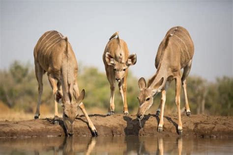 Greater Kudu - Spiral into Discovering the Majestic Horned Antelope