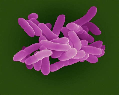 Klebsiella Pneumoniae