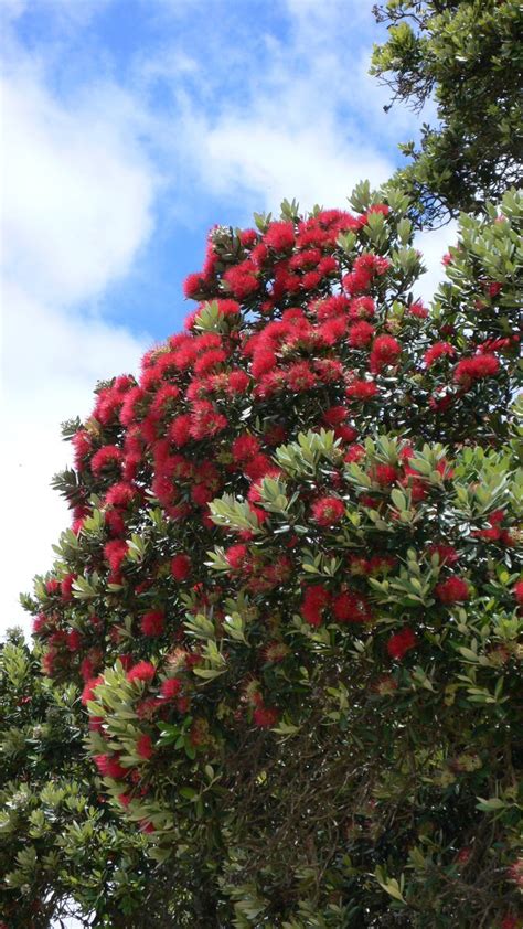 pohutukawa tree Free Photo Download | FreeImages