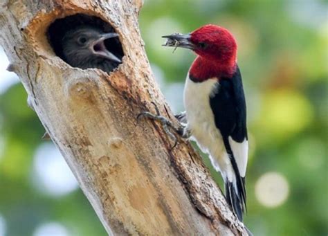 Red-headed Woodpecker - American Bird Conservancy