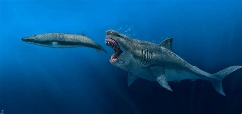 Real Megalodon Skeleton