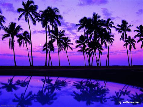 Tropical Beaches At Night Wallpaper Download Free | Tropical… | Flickr