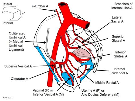 Tutorial 28: how to remember the branches of the internal iliac artery ...