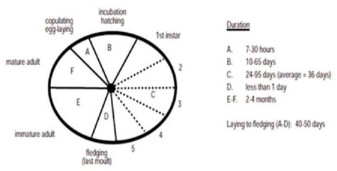 Life cycle of Desert locust, S. gregaria | Download Scientific Diagram