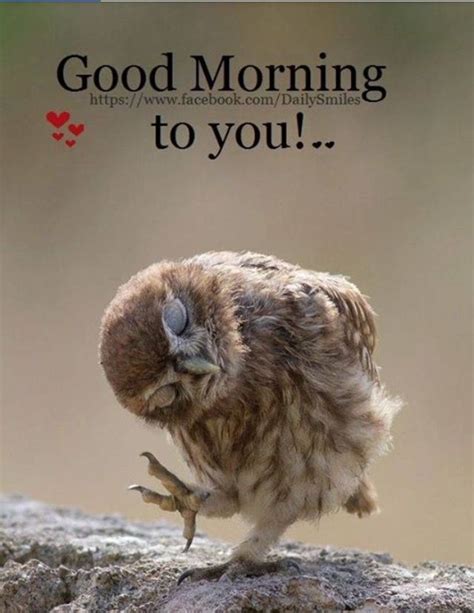 Wake up sleepy!!! Wait... I was the one sleeping in! Lol | Owl, Cute animal pictures, Cute animals