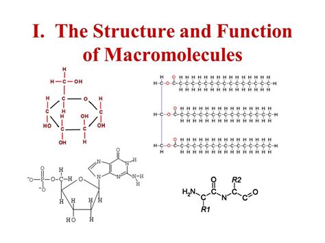 Structure of Macromolecules Diagram | Quizlet