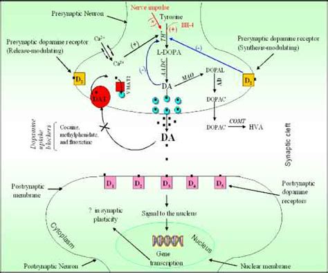 Dopamine Synthesis Pathway