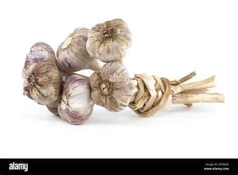 Braided garlic bulbs ready for storage isolated on white background ...