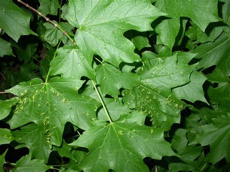 Types Of Maple Tree Leaves