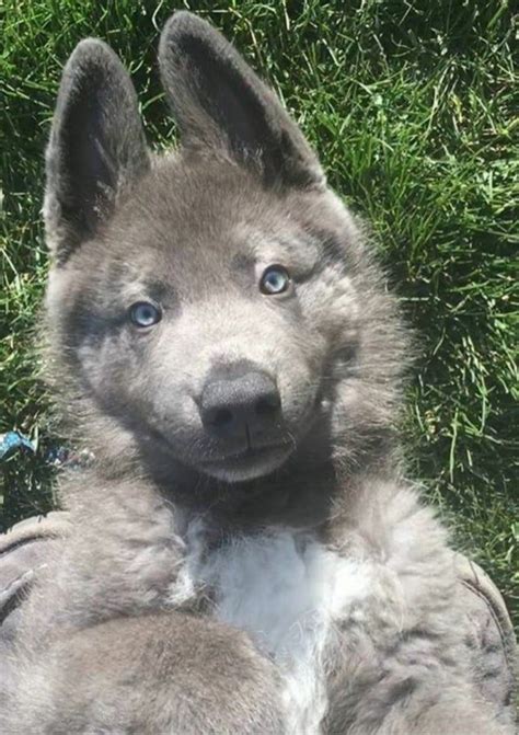 Lou - the Powder Blue German Shepherd pup - aww | German shepherd ...