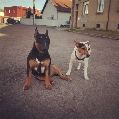 Miniature Bull Terrier