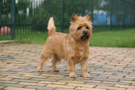 Cairn Terrier - All About Dogs | Orvis