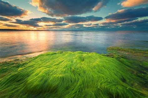 Growing Oil From Algae, The Newest Renewable Energy Source