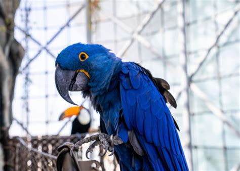 Hyacinth Macaw —Things You Should Know About The World's Largest Parrot