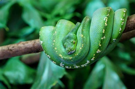 27 Best Pet Snakes To Have (Beginner-Friendly Included)