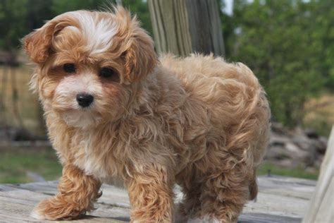 maltipoo puppies for sale Maltipoo Puppies For Sale, Maltipoo Puppy ...