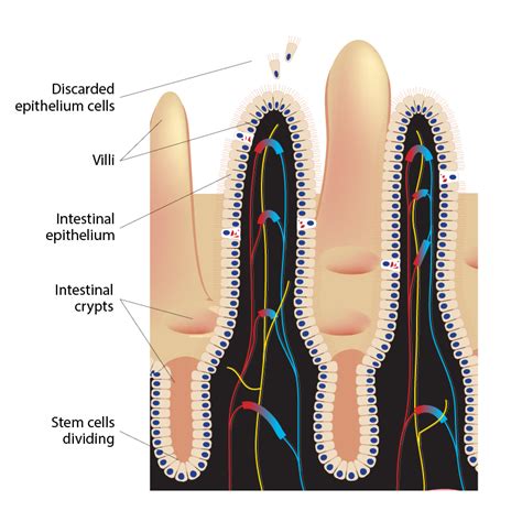 ISTA | New Stem Cell Mechanism in Your Gut