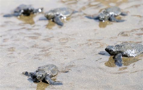 Dipolognons send pawikan hatchlings off to sea