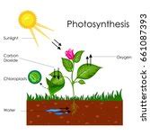 Photosynthesis Free Stock Photo - Public Domain Pictures