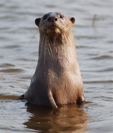 Smooth-coated otter (Lutrogale perspicillata)