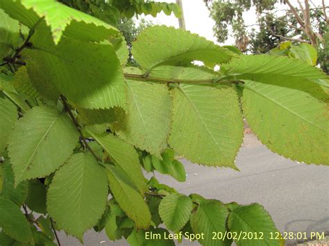 Elm Leaf Spot Alert | Elmsavers