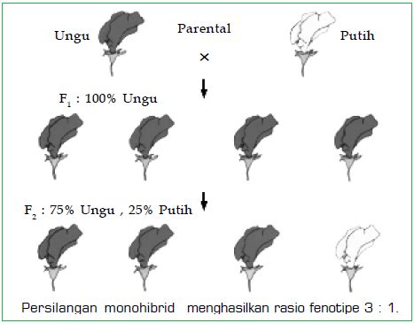 Persilangan Monohibrid (Pengertian dan Contoh Persilangan Monohibrid)